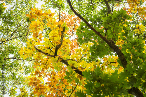 Foto Autumn trees