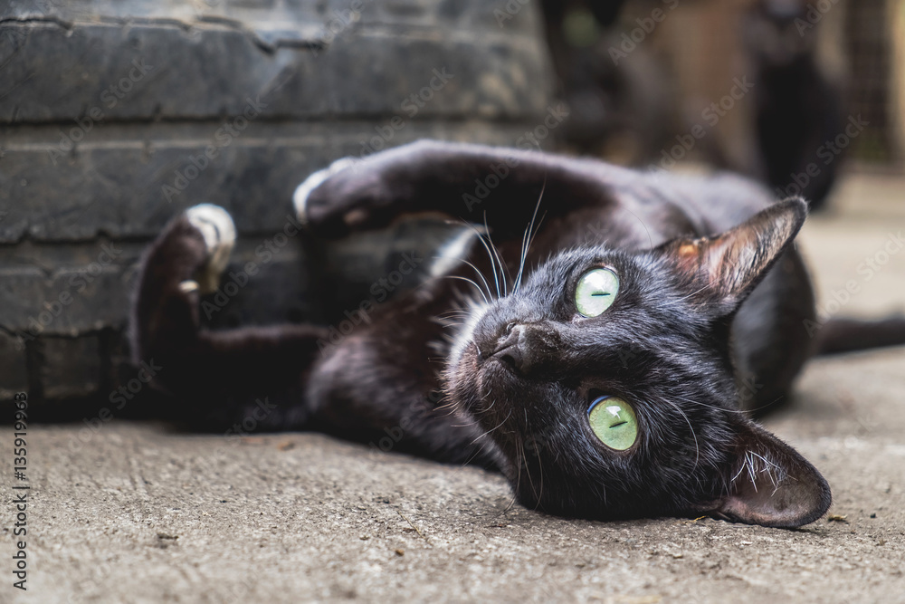 Cute black cat with green eyes relaxing on the floor and looking at the camera