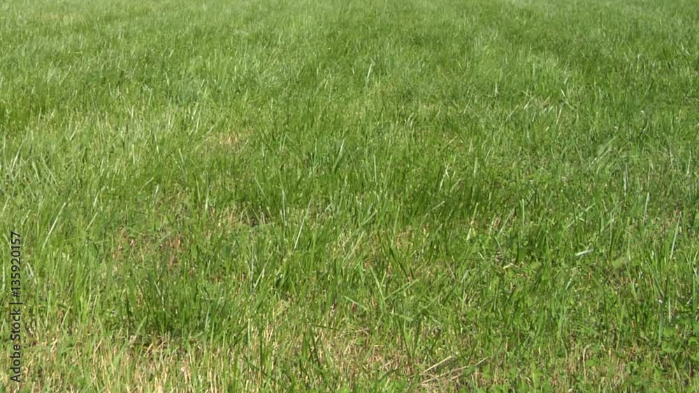 field field