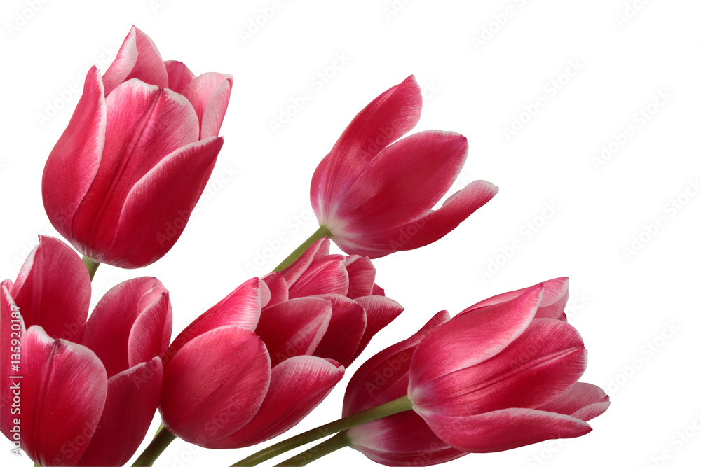 Tulips Tulips