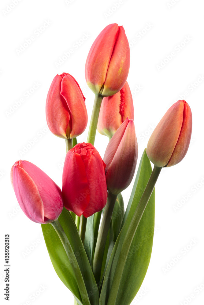 Naklejka premium Not opened tulips