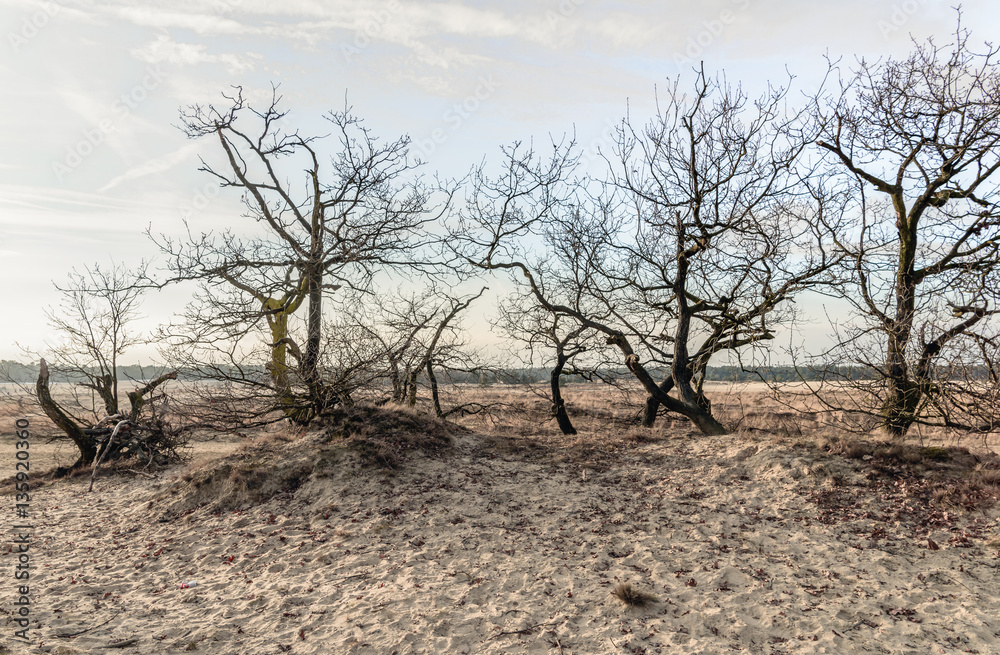Bare treetops and bushes in the dunes of drifting sands Bare treetops and bushes in the dunes of drifting sands