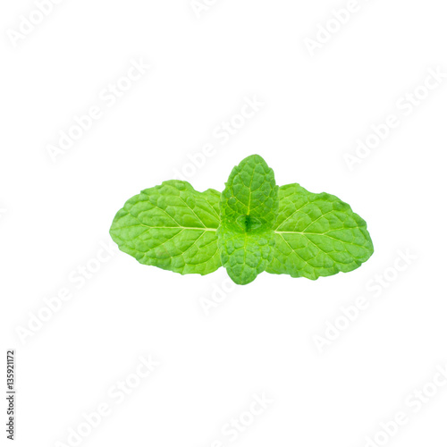 Mint leaf green plants isolated on white background, peppermint