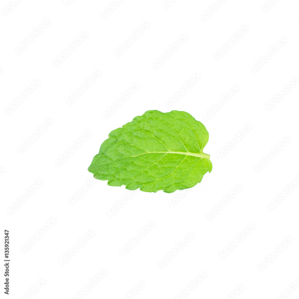 Single mint leaf isolated on white background Single mint leaf isolated on white background