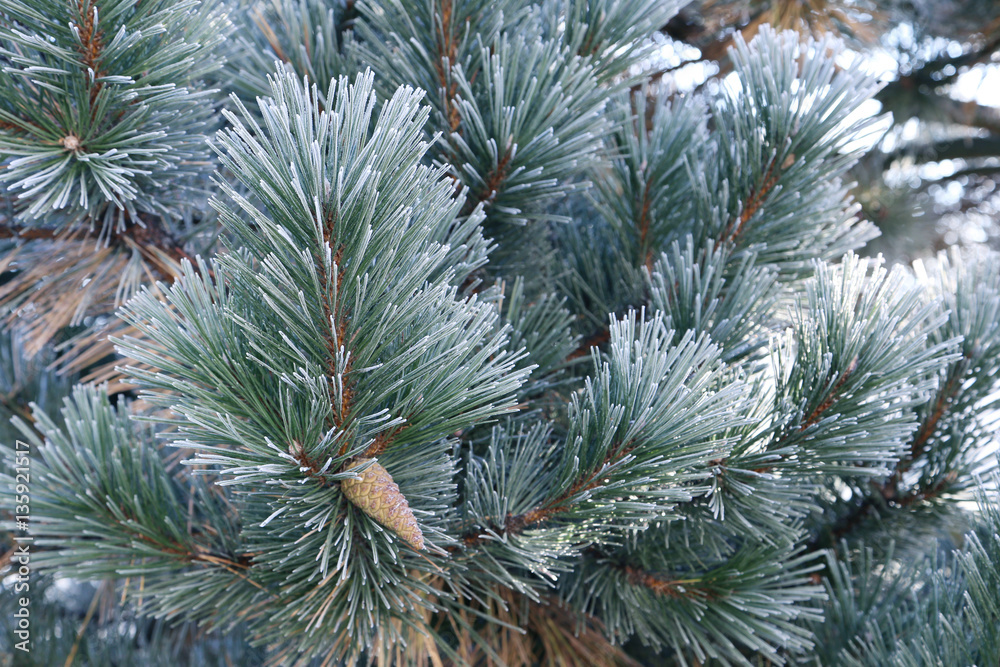 Frozen spruce branches