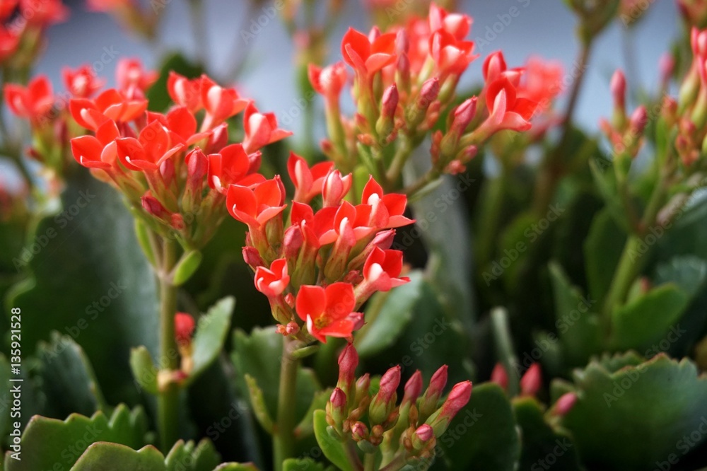 Four red petal flower Kalanchoe Flower tropical succulent plant or better known as Widow's-thrill