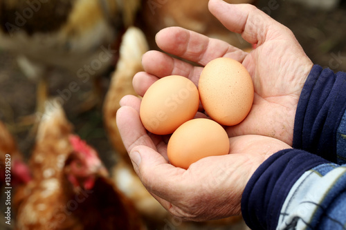Old male hands holding brown eggs, close up