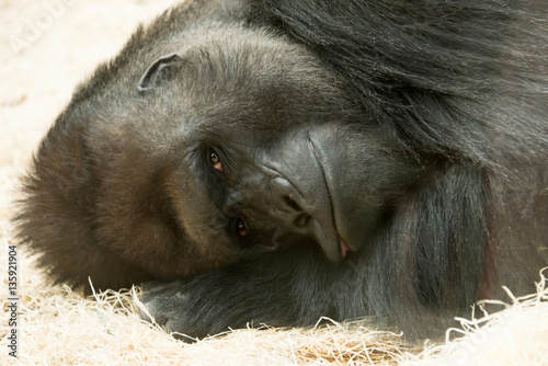 gorilla
