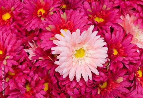 Close Up of Pink Artificial Daisy Flowers