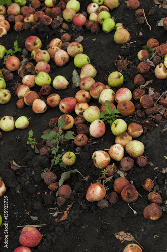 fallen apples on the ground.
