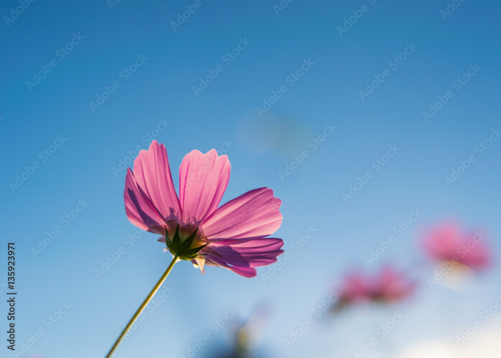 Cosmos flowers blooming in the garden