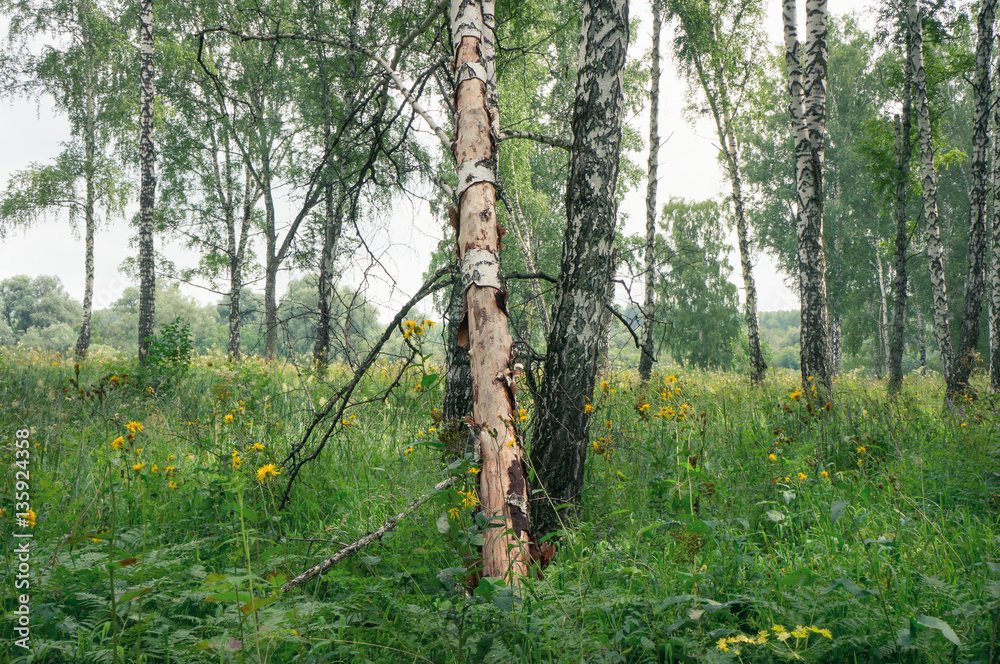 Obraz premium Damaged birch in forest