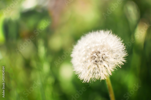 White dandelion on nature