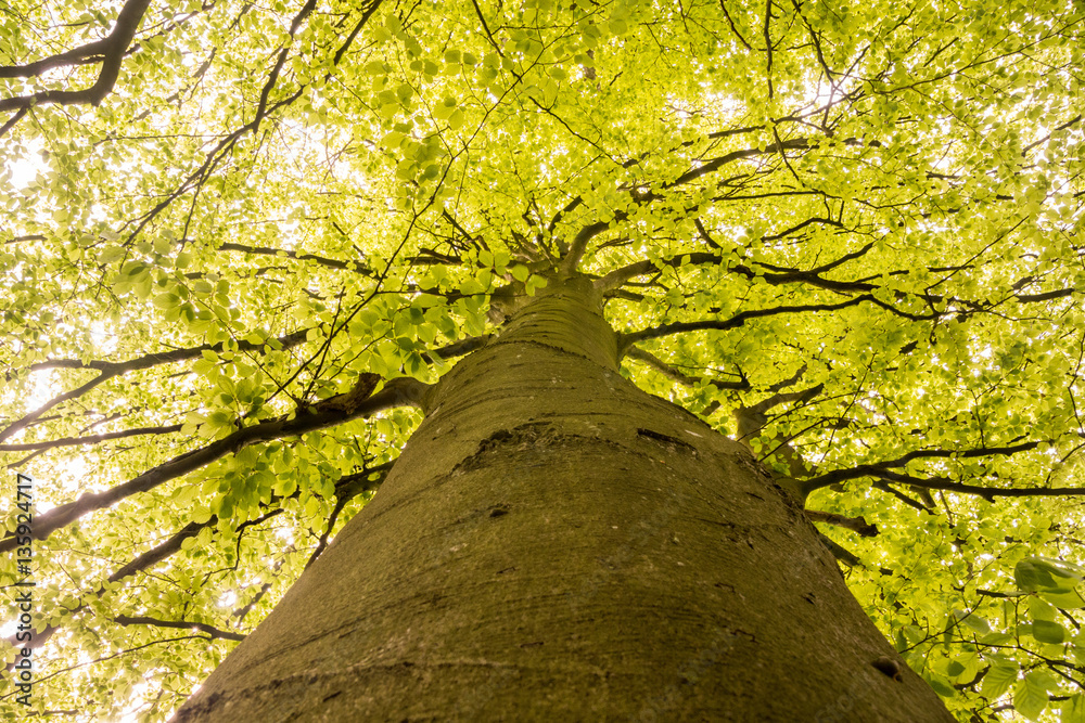 Obraz premium Printemps