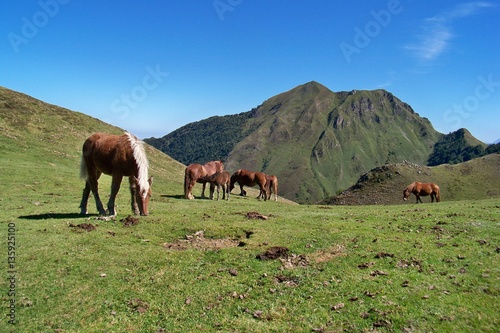 chevaux