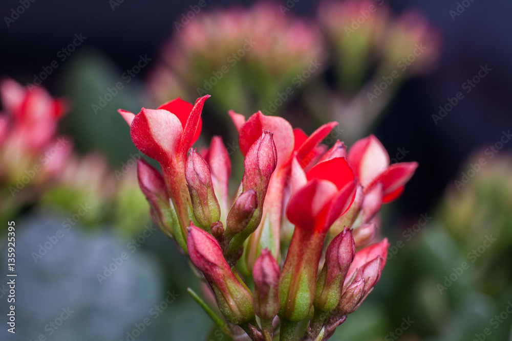 Four red petal flower Kalanchoe Flower tropical succulent plant or better known as Widow's-thrill Four red petal flower Kalanchoe Flower tropical succulent plant or better known as Widow's-thrill