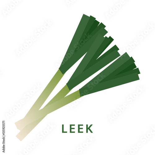 leek illustration, isolated vegetable vector