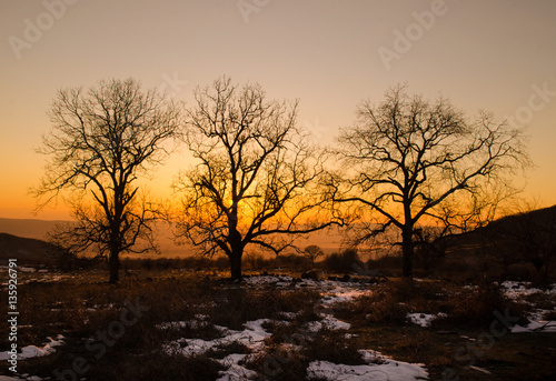 lonely tree silhouette on open field at sunset vibrant orange. Mountains of Azerbaijan Caucasus