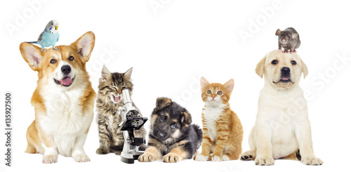 Fototapeta Naklejka Na Ścianę i Meble -  kitten and puppy and microscope