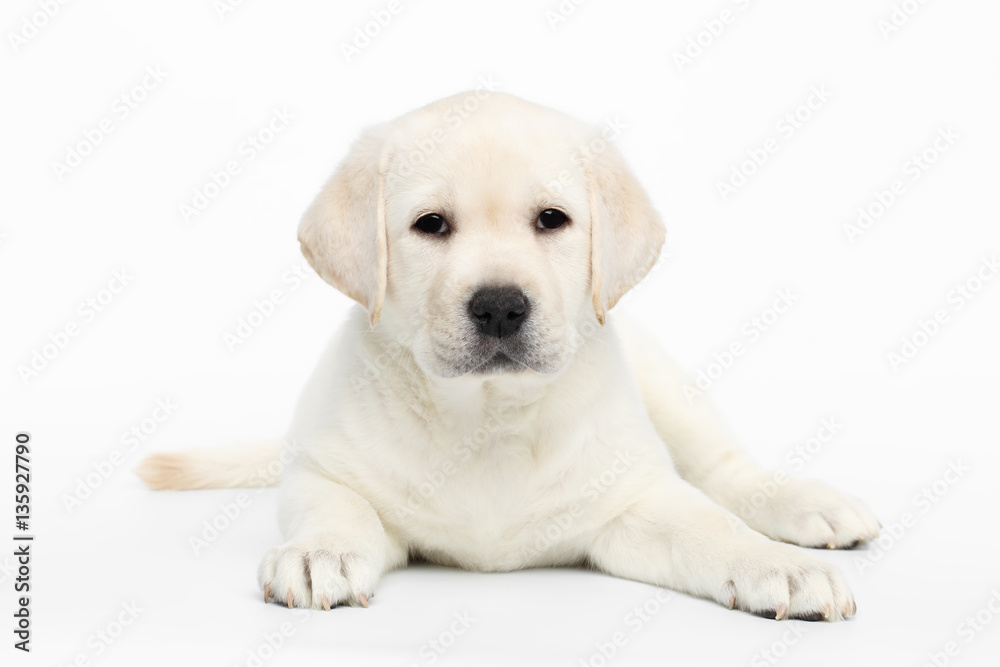 Unhappy Labrador puppy Lying and waiting on white background, front view