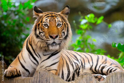 Bengal tiger