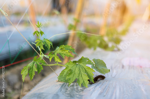 Seedling bitter cucumber or bitter gourd growing in field plant