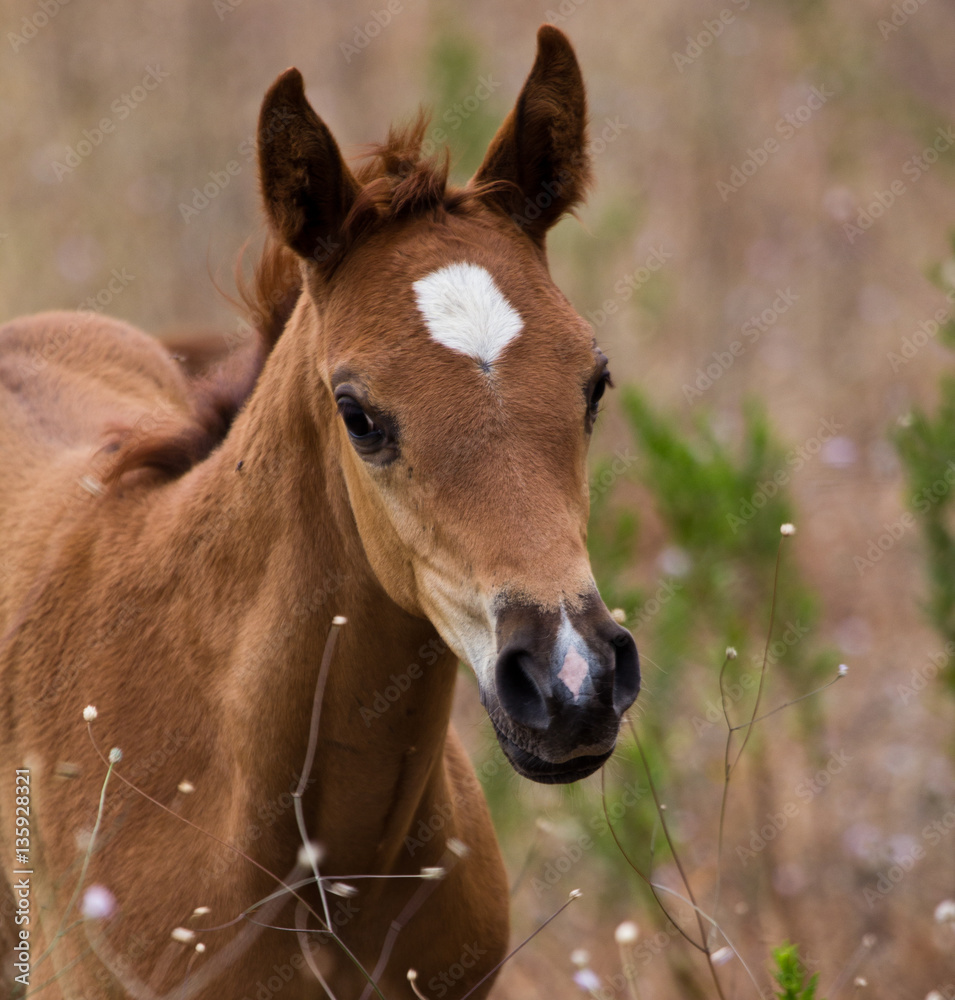 cavallo