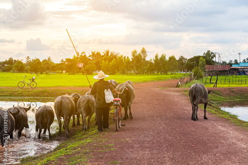 Thai farmer bring buffalo back home cross the dirt road near lake