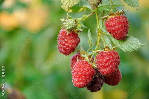 September branch of raspberry