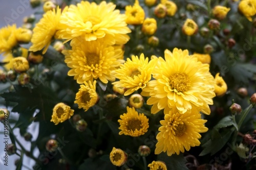 Yellow flower lawn daisy dandelion or better known as Bellis Perenni