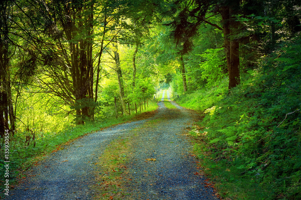 Naklejka premium beautiful landscape in the Black Forest in Germany