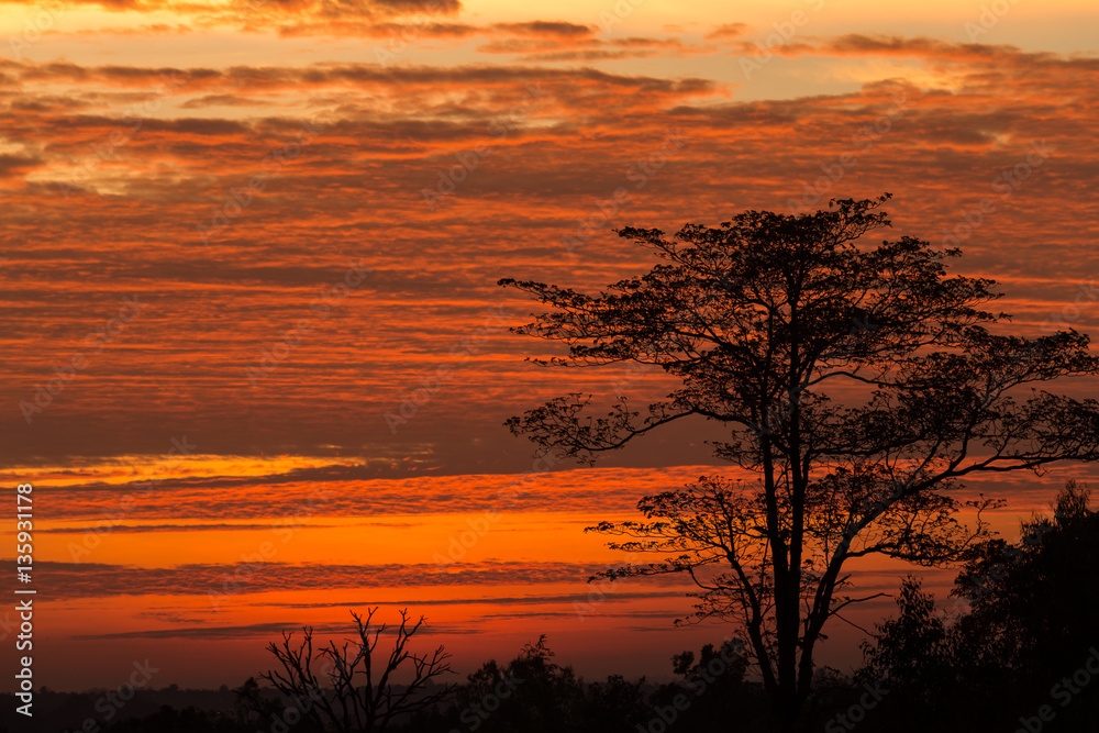 Silhouette of tree on the beautiful orange sky in the morning.