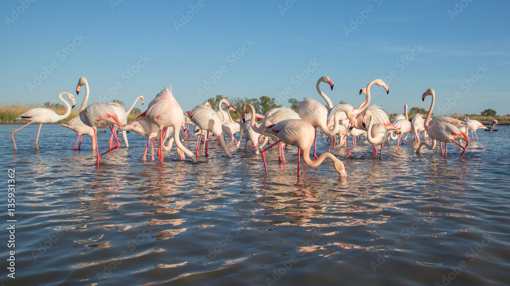 Naklejka premium Group of Greater flamingos (Phoenicopterus roseus), Camargue, France