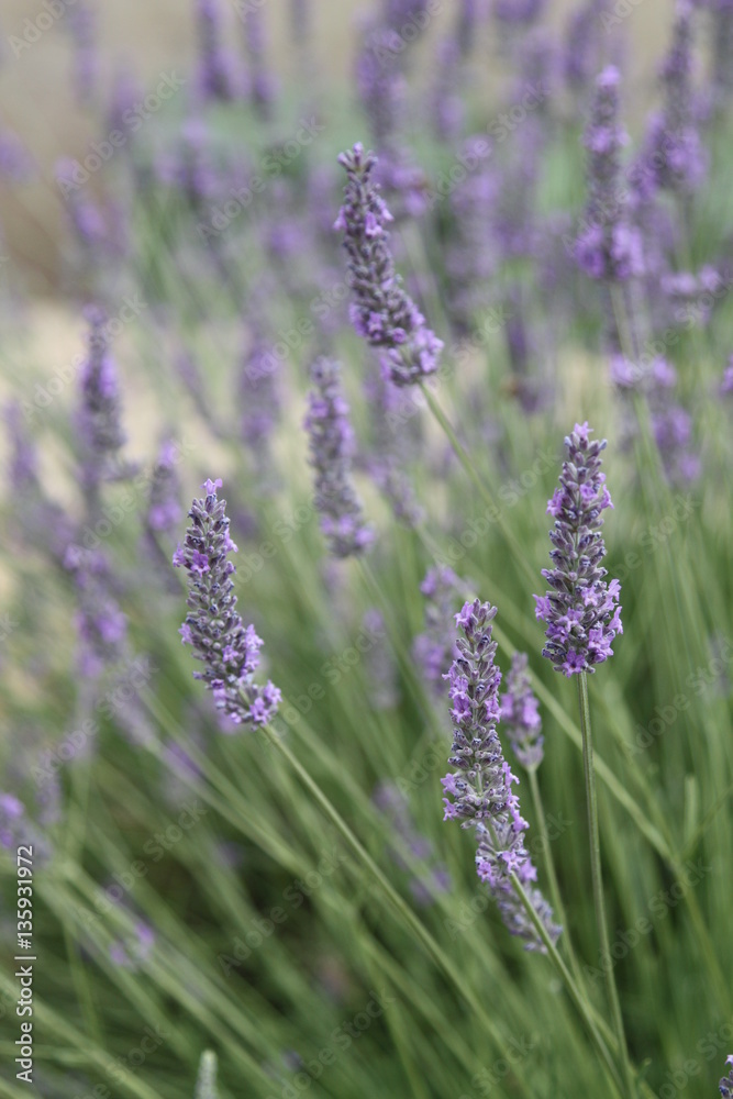 Obraz premium Lavender