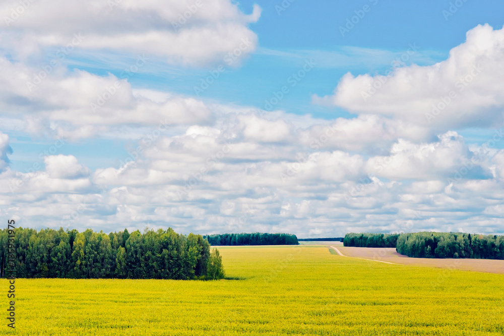 Obraz premium cornfield and forest