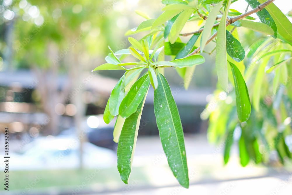 Alstonia scholaris , natural background of green leaves.
Alstonia scholaris , natural background of green leaves.