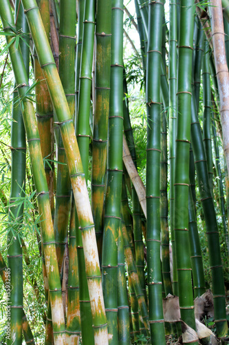 green bamboo forest