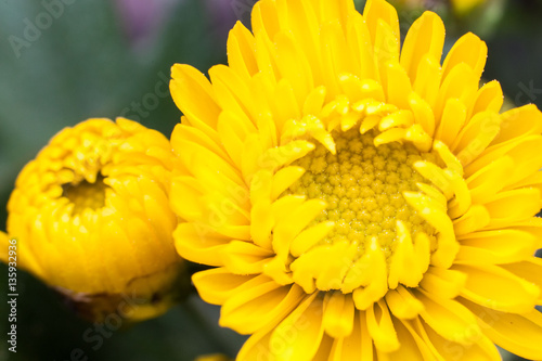 Yellow flower lawn daisy dandelion or better known as Bellis Perenni © keongdagreat