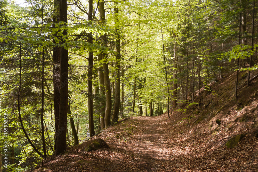 Obraz premium Wandern im Frühlingswald