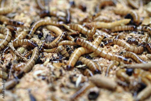 fresh mealworms food for animals