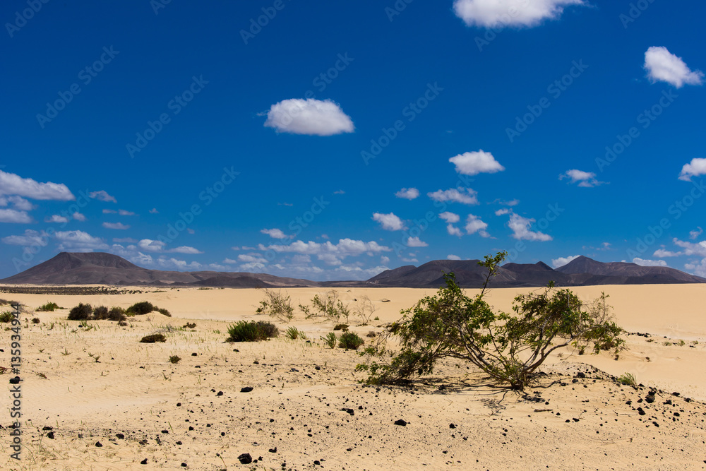 Dunes de corralejo