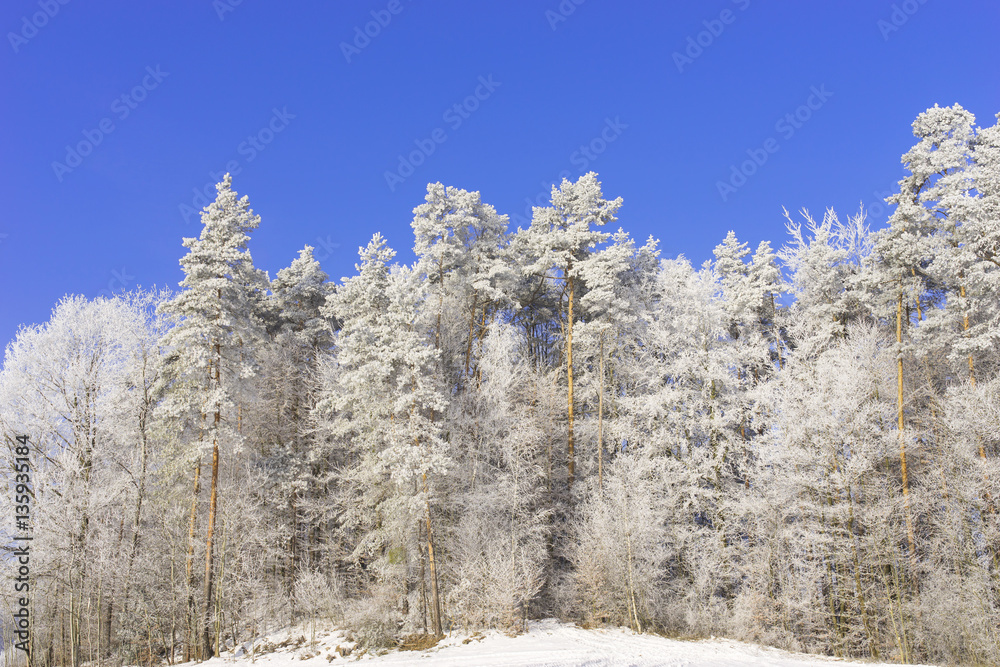 Wald mit Raureif Wald mit Raureif