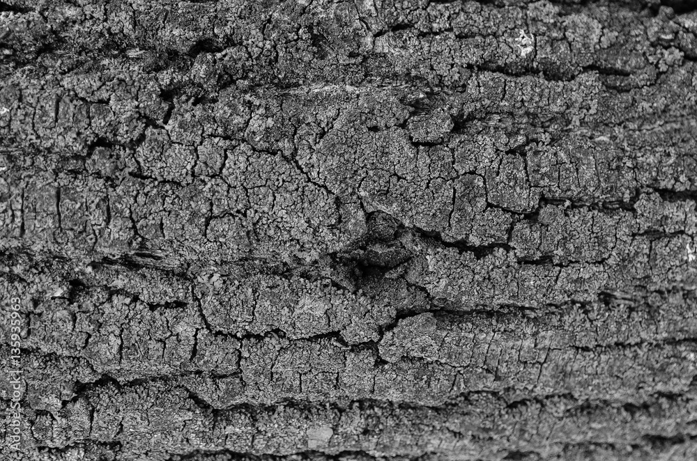 Horizontal HDR texture bark of birch like ashes Horizontal HDR texture bark of birch like ashes