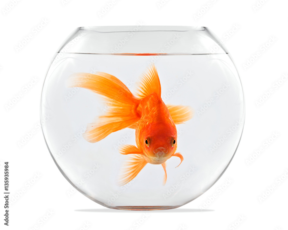 Obraz premium Goldfish floating in glass sphere and on a white background