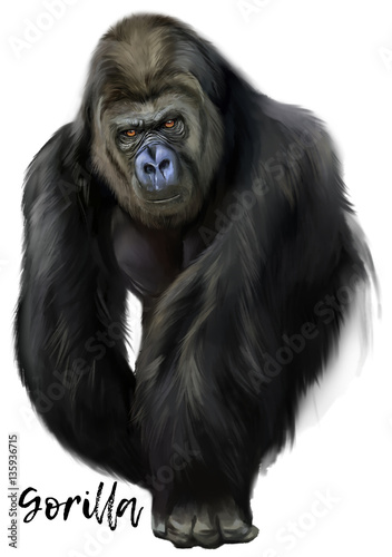Gorilla watercolor painting  © Kajenna