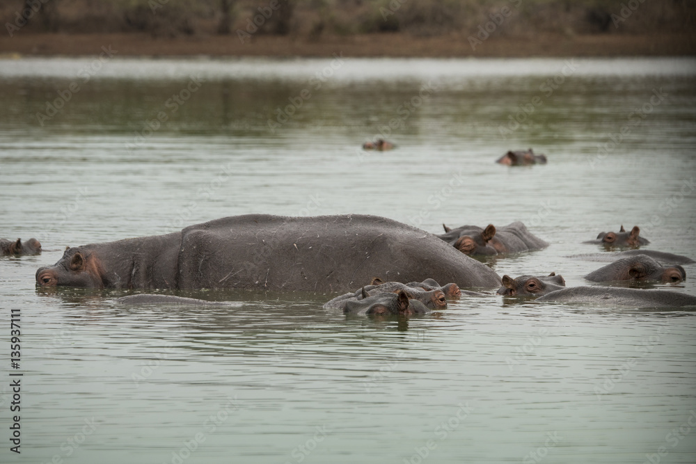 Hippopotame, Hippopotamusa amphibius, Parc national Kruger, Afrique du Sud Hippopotame, Hippopotamusa amphibius, Parc national Kruger, Afrique du Sud
