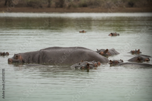 Hippopotame, Hippopotamusa amphibius, Parc national Kruger, Afrique du Sud