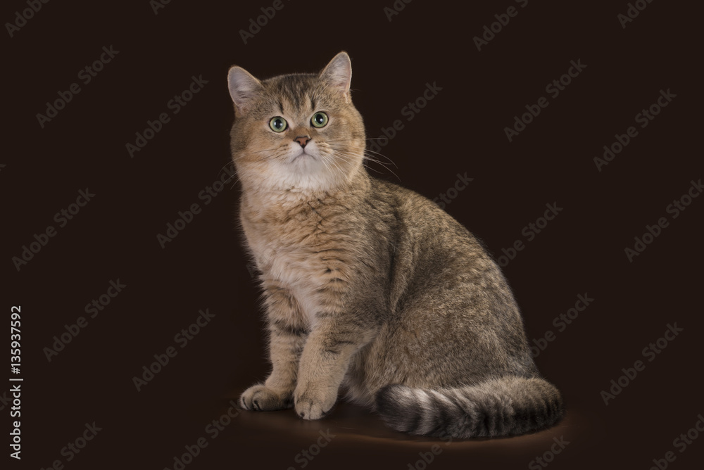 Obraz premium egyptian cat in studio