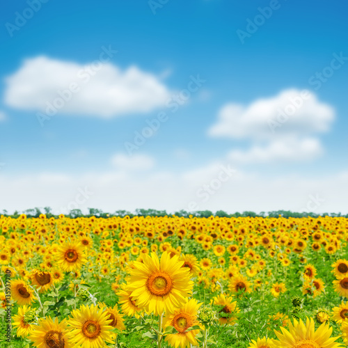 agricultural field with sunflowers and blue sky with clouds