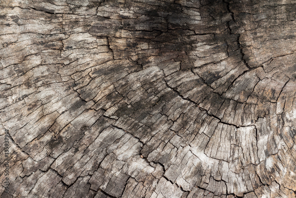 Fototapeta premium Cross section of wood bark texture